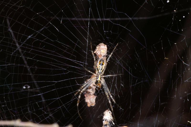 Argiope_protensa_D3563_Z_75_Mt Florence station_Australie.jpg